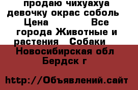 продаю чихуахуа девочку,окрас соболь › Цена ­ 25 000 - Все города Животные и растения » Собаки   . Новосибирская обл.,Бердск г.